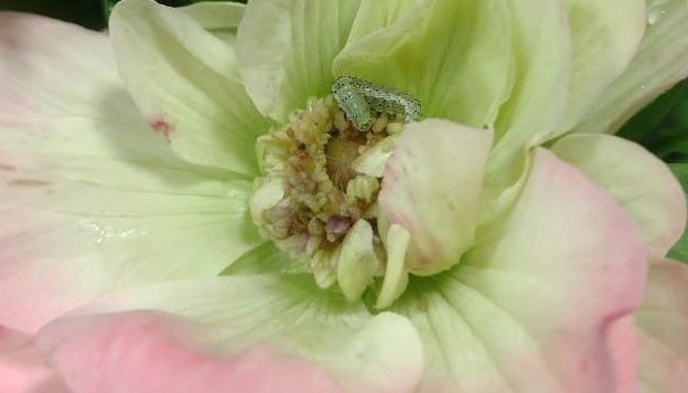 anemone larva 2