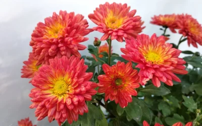Crisantemo da fiore reciso: interventi di miglioramento varietale (parte 3)