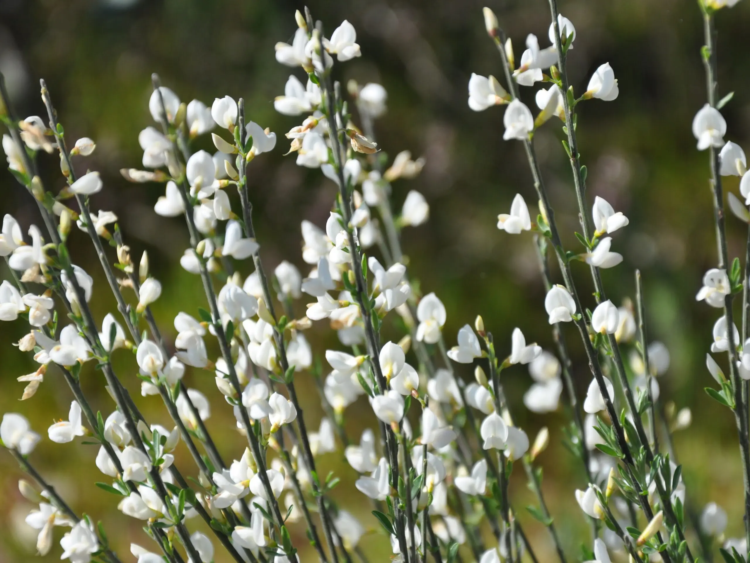 ginestra bianca fiori