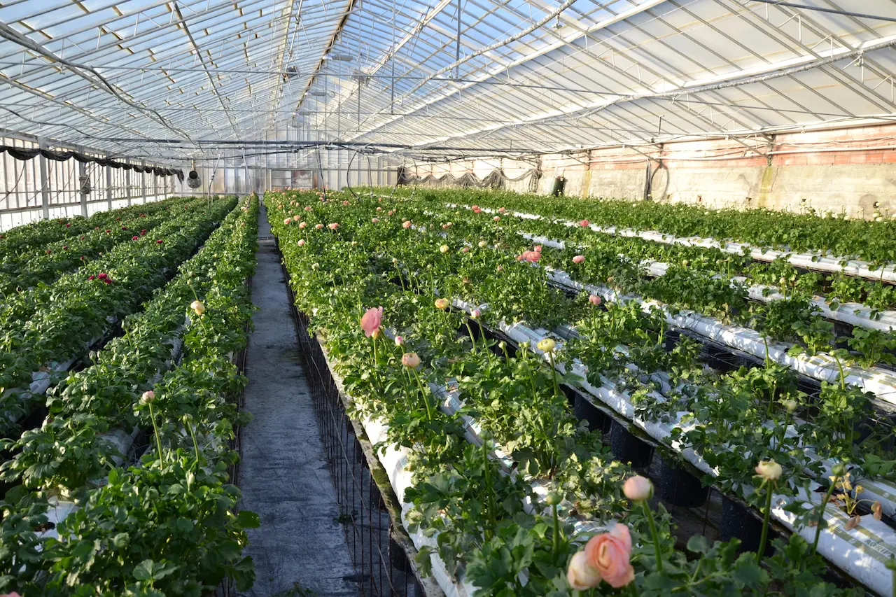 flowers greenhouse hillock of sanremo