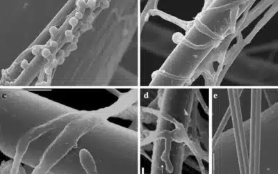 Microrganismi antagonisti negli impianti di Ranuncoli e Anemoni